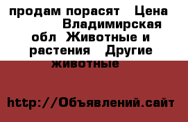 продам порасят › Цена ­ 3 000 - Владимирская обл. Животные и растения » Другие животные   